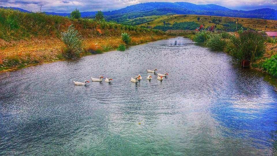 Pastravaria Ursu Vînători-Neamţ Extérieur photo